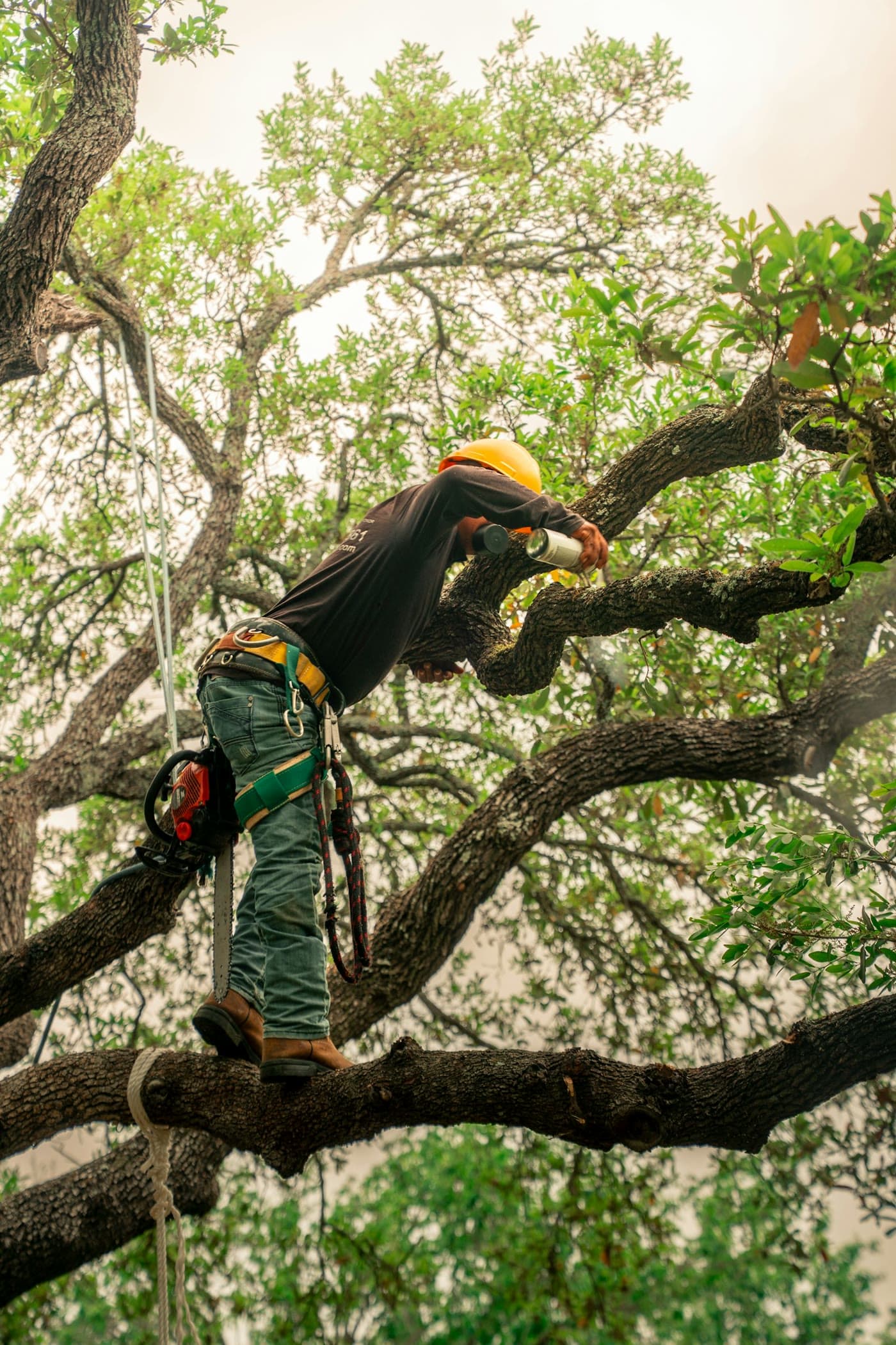 Arborist in the canopy with harness and chainsaw