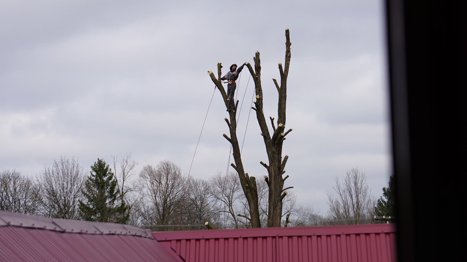 Arborist pruning at height on a residential property