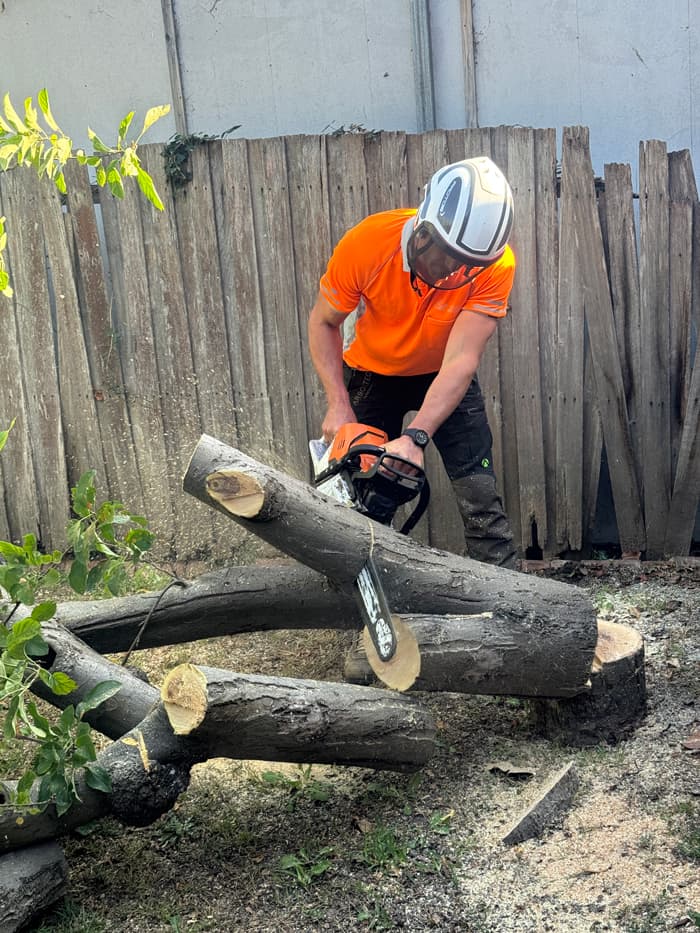 Trojan Trees - Tree Removal Services Geelong - photo 1