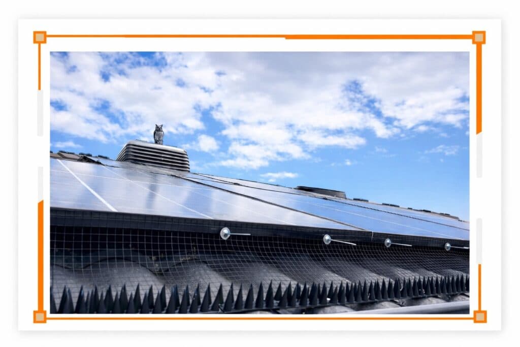 Apex bird proofing - photo 1